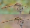 Sympetrum meridionale